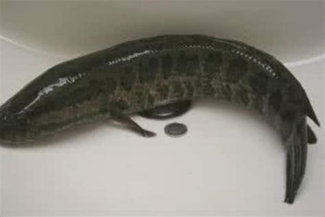 几个月的黑鱼产卵 - 绕农网