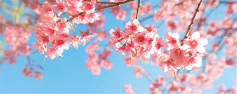 樱花的花语与象征寓意 樱花的花语与象征是什么_知秀网