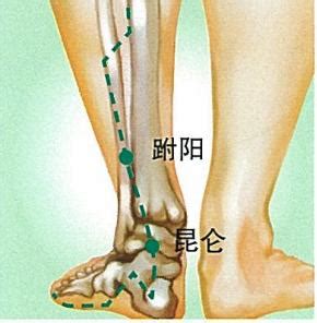 趺阳脉位置图解图片