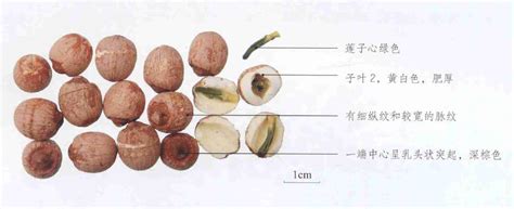 大自然的“珍品”——出水芙蓉----中国科学院武汉植物园