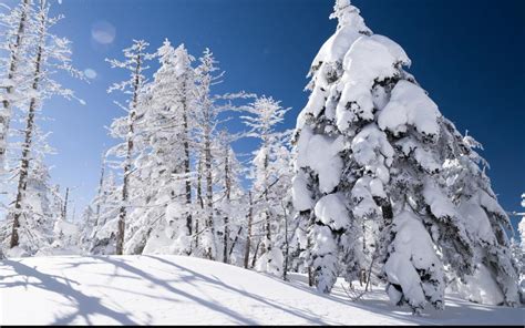 高清晰高山森林下的雪屋美景壁纸