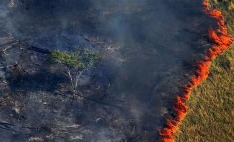 亚马逊雨林大火_亚马逊雨林大火最新消息,新闻,图片,视频_聚合阅读_新浪网