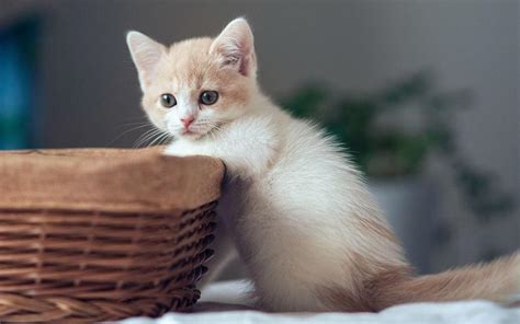 4K可爱的小猫壁纸 萌系图片 动物电脑壁纸 - Like壁纸网