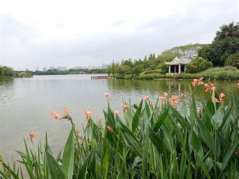 航拍广州海珠湖海珠湿地4K画质_3840X2160_高清视频素材下载(编号:7592684)_实拍视频_光厂(VJ师网) www.vjshi.com