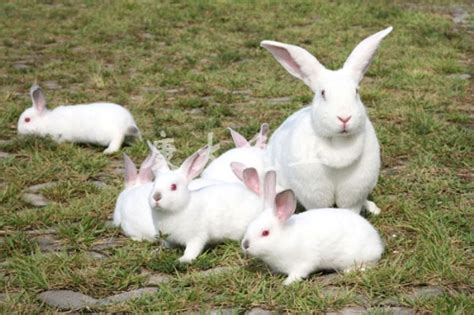 兔子养殖品种有哪些？看完终于知道怎么选了-农百科