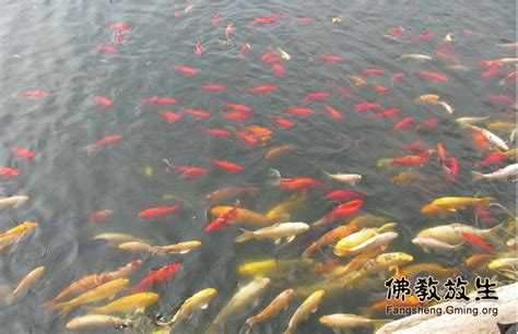 探索 | 上海常见鱼类绘本出炉！哪种鱼是你的最爱？_澎湃号·政务_澎湃新闻-The Paper
