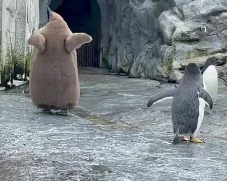 原来帝企鹅叫声这么动听，真是太带劲了!