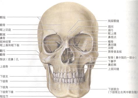 图1-49 颅 前面观-临床解剖学-医学