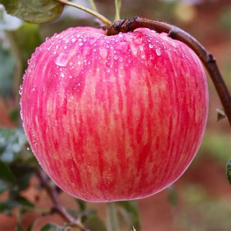 红苹果新鲜水果当季整箱高原红富士应季现摘红苹果3斤装精选大果