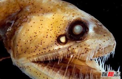 十大最恐怖的海底"怪物"：海蛾鱼锋利巨齿 - 海洋财富网