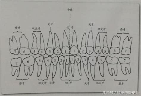 【儿童牙齿名称图片】【图】儿童牙齿名称图片对照 您了解孩子牙齿萌出的时间吗？(3)_伊秀亲子|yxlady.com