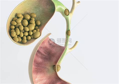 胆图片