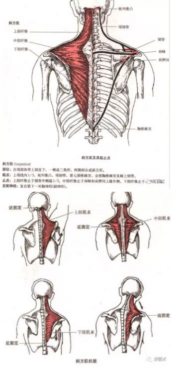 肩关节肌肉解剖图图片 肩关节肌肉解剖图图片