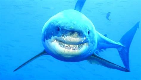 大白鲨游戏手机版-大白鲨吃人游戏-大白鲨游戏中文版-2265安卓网