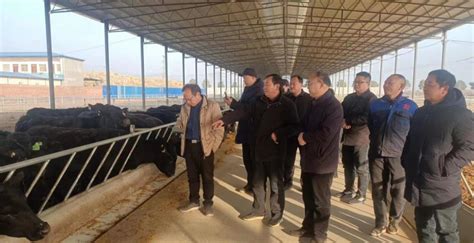 畜牧局：组织专家把脉会诊重点牛场 助力牛产业高质量发展-内乡县人民政府