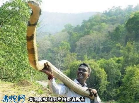 70多斤的过山峰蛇图片_蛇的图片_毒蛇网