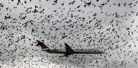 噪音和光污染如何影响鸟类存亡？ - 知乎
