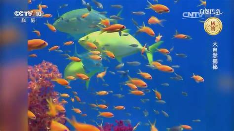 热带海洋珊瑚礁“清洁鱼”是海洋所有鱼类的清洁工