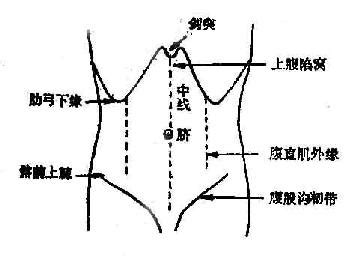上腹部位置图图片
