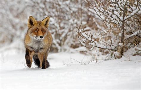 搞笑野生动物摄影比赛：狐狸插在雪地夺冠 - 神秘的地球 科学|自然|地理|探索