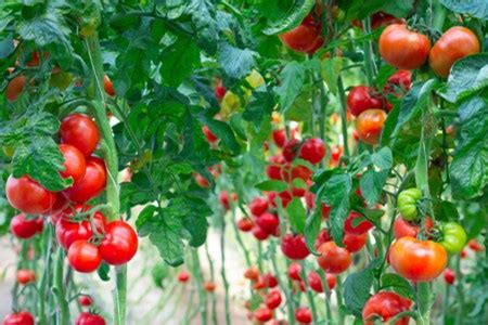 种植番茄的方法和技术-种植技术-中国花木网