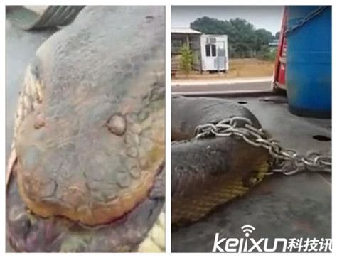 中国最吓人的一条巨蛇 50米长的千年恐怖巨蛇(民间传说)