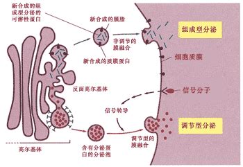 怎样判分泌蛋白和胞内蛋白-百度经验