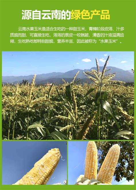 云南产玉米吗,云南省的玉米分布地区,云南哪个地方盛产玉米_大山谷图库