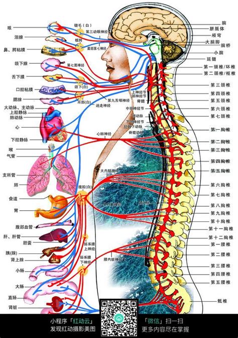 人体结构分布图图片