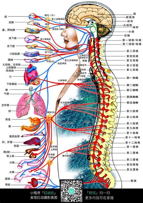 人体肌肉解剖图_肌肉网