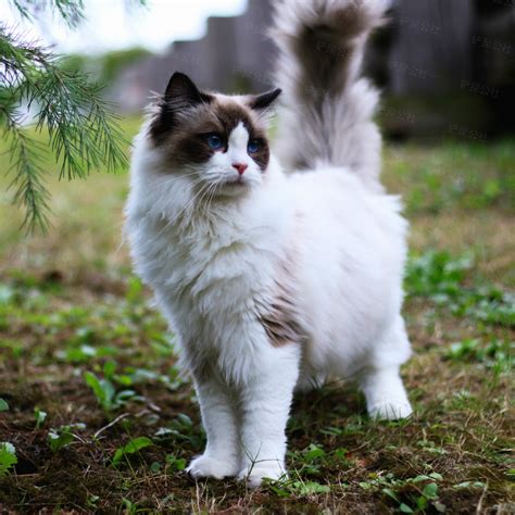 狐狸布偶猫图片