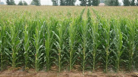 玉米品种陕单609连续3年亩产超过1400公斤