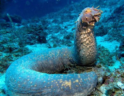 实拍，海底珍贵生物视频：多种多样的海洋动物