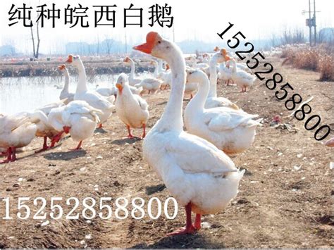 [白条鹅批发]黑棕鹅，白条鹅价格17元/斤 - 惠农网