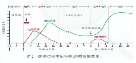 新冠总抗体Ab、IgM和IgG的价值几何？_检测