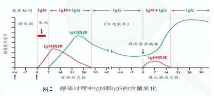 致众科普⑤——新型冠状病毒核酸、抗体检测结果解读-武汉致众科技股份有限公司