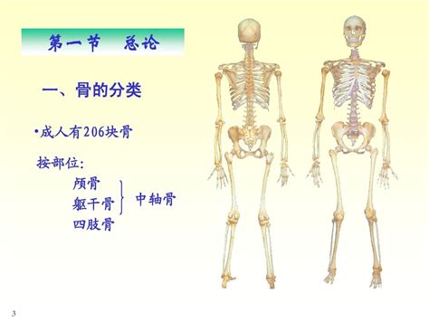 资料下载：系统解剖学(第四版).pdf(学习教材)