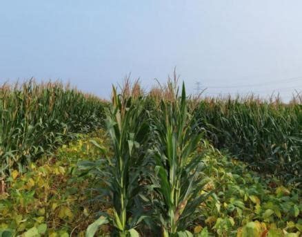 突破性玉米品种育种方向在哪？ 第04版:科技 20220617期 四川农村日报