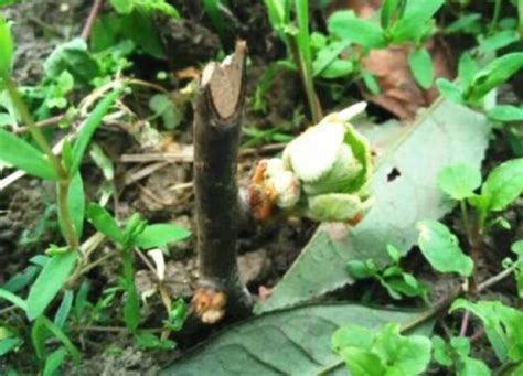 猕猴桃扦插繁殖方法和注意事项-植物说