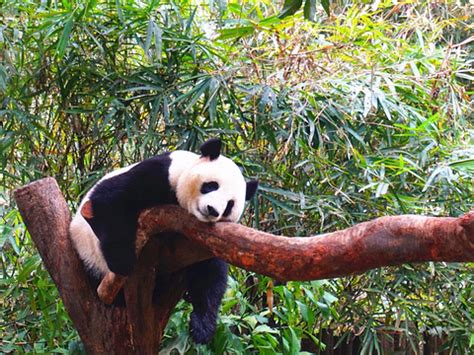 广州动物园大熊猫憨态可掬
