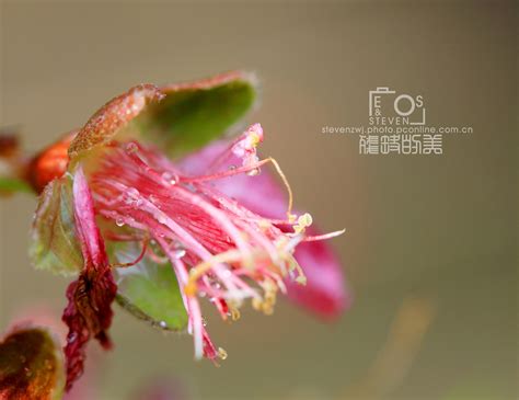 【残缺也是一种美摄影图片】南京植物园生态摄影_太平洋电脑网摄影部落
