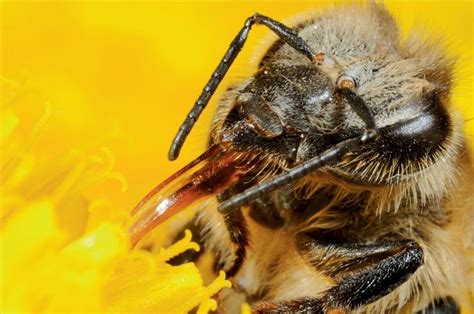 世界蜜蜂日 娇兰再度倾情贡献 为蜜蜂保驾护航