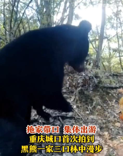 “偷窥”亚洲黑熊