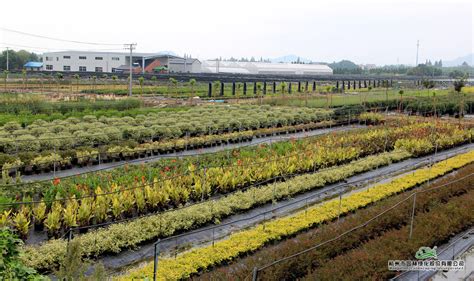 现代农业-杭州市园林绿化股份有限公司