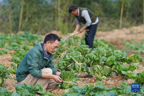 新华全媒+丨新农人的“蔬菜盲盒”生意经_时图_图片频道_云南网