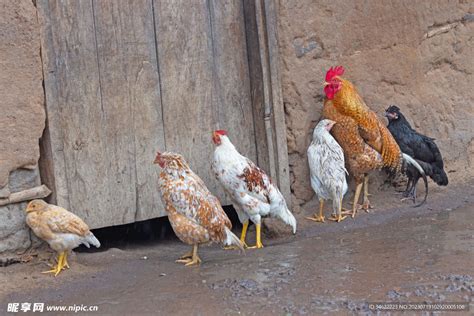 淋成落汤鸡图片