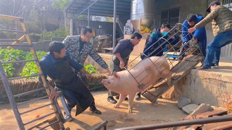 老农养了一头1800斤的“猪王”，挨饿也要给猪喂人参，死后成镇馆之宝 - 猪好多网