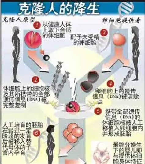 毛囊再生技术新消息:日本人造毛囊培养成功,暂未应用于临床,脱发治疗-8682赴韩整形网