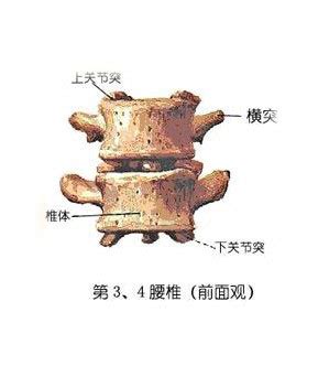 腰椎构造图解图片