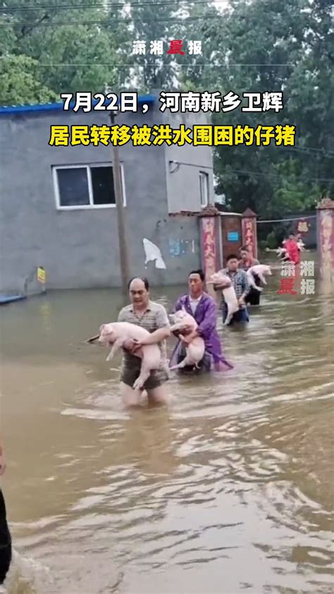 成都暴雨蒲江多处被淹 交警帮助养殖户转移猪群_坪山新闻网